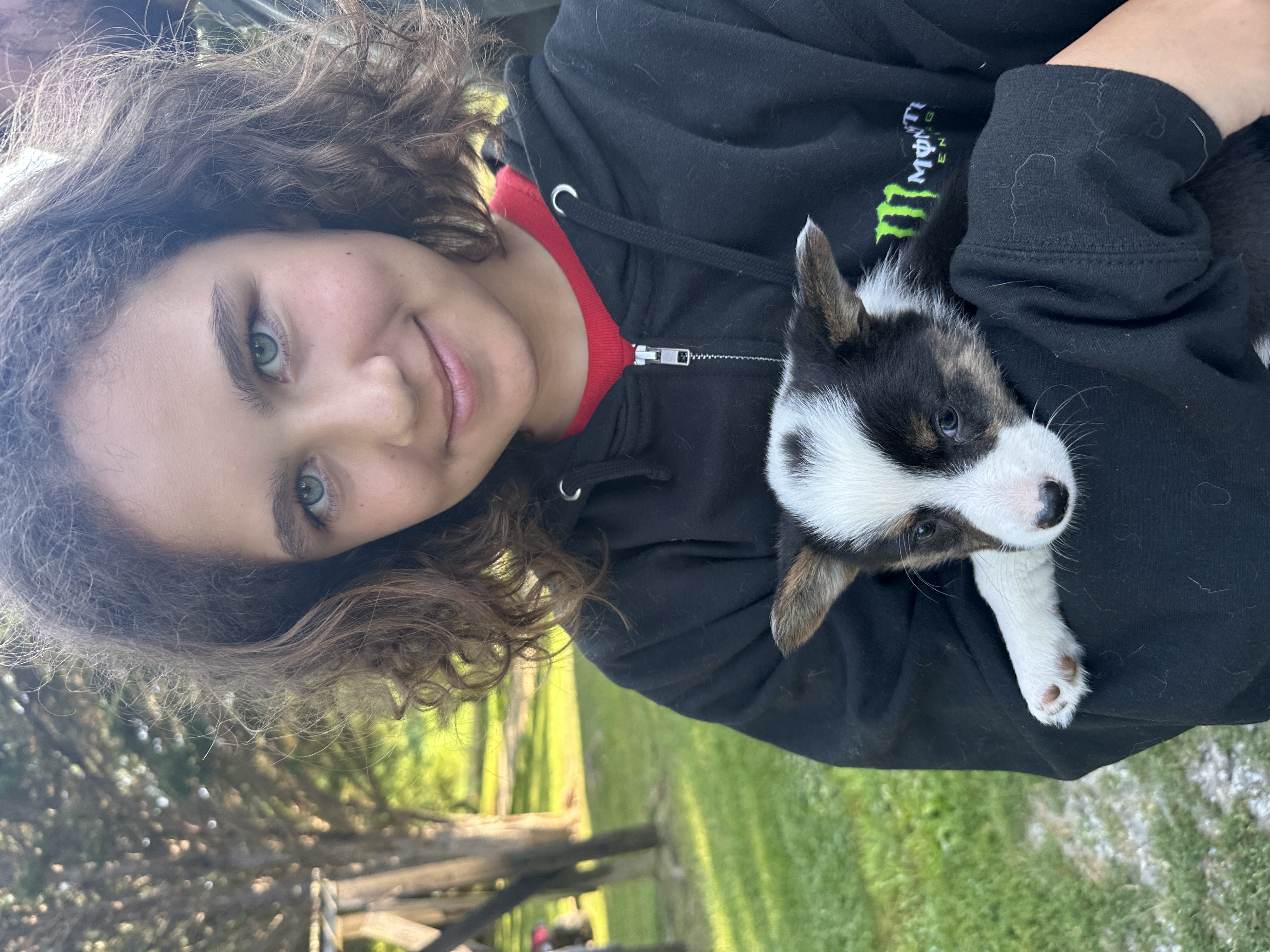 Puppies