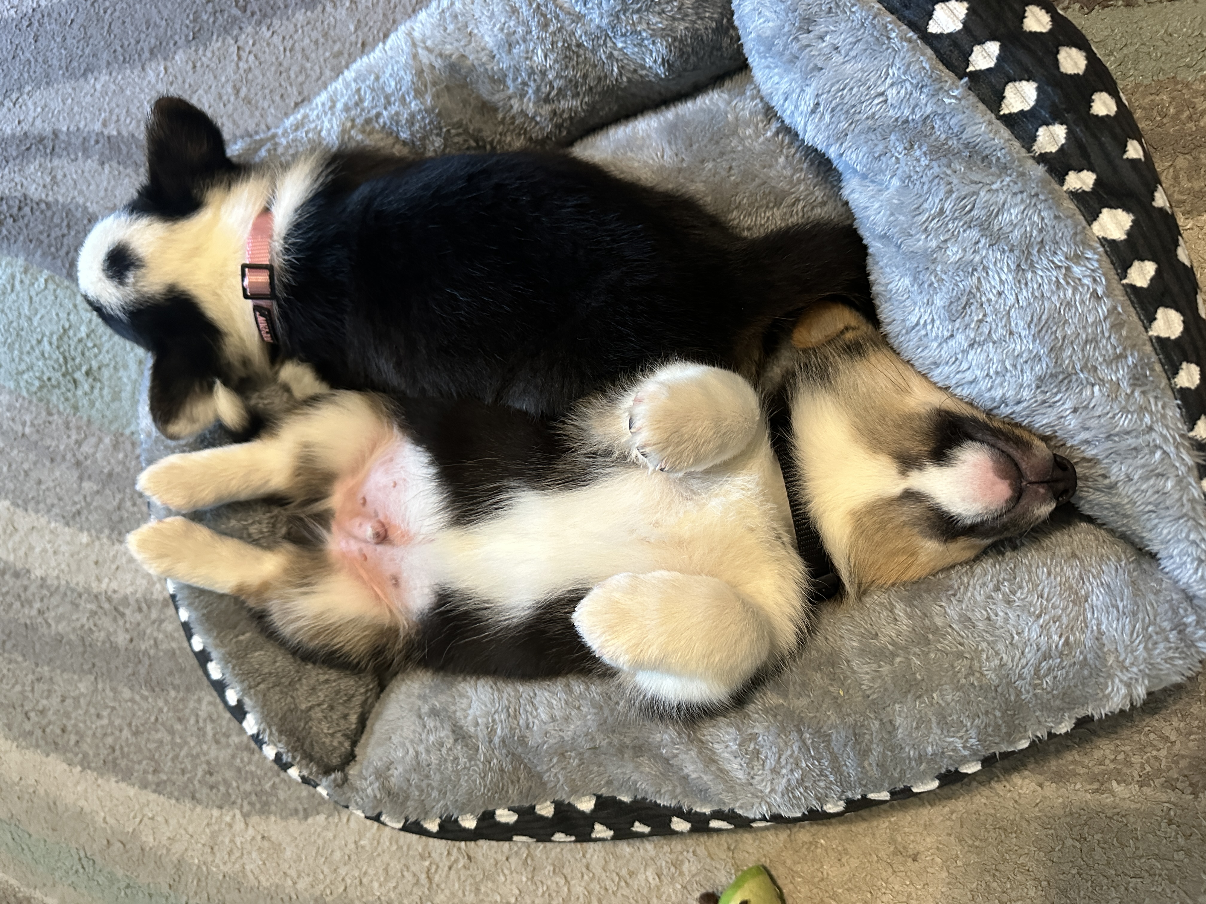 Puppies