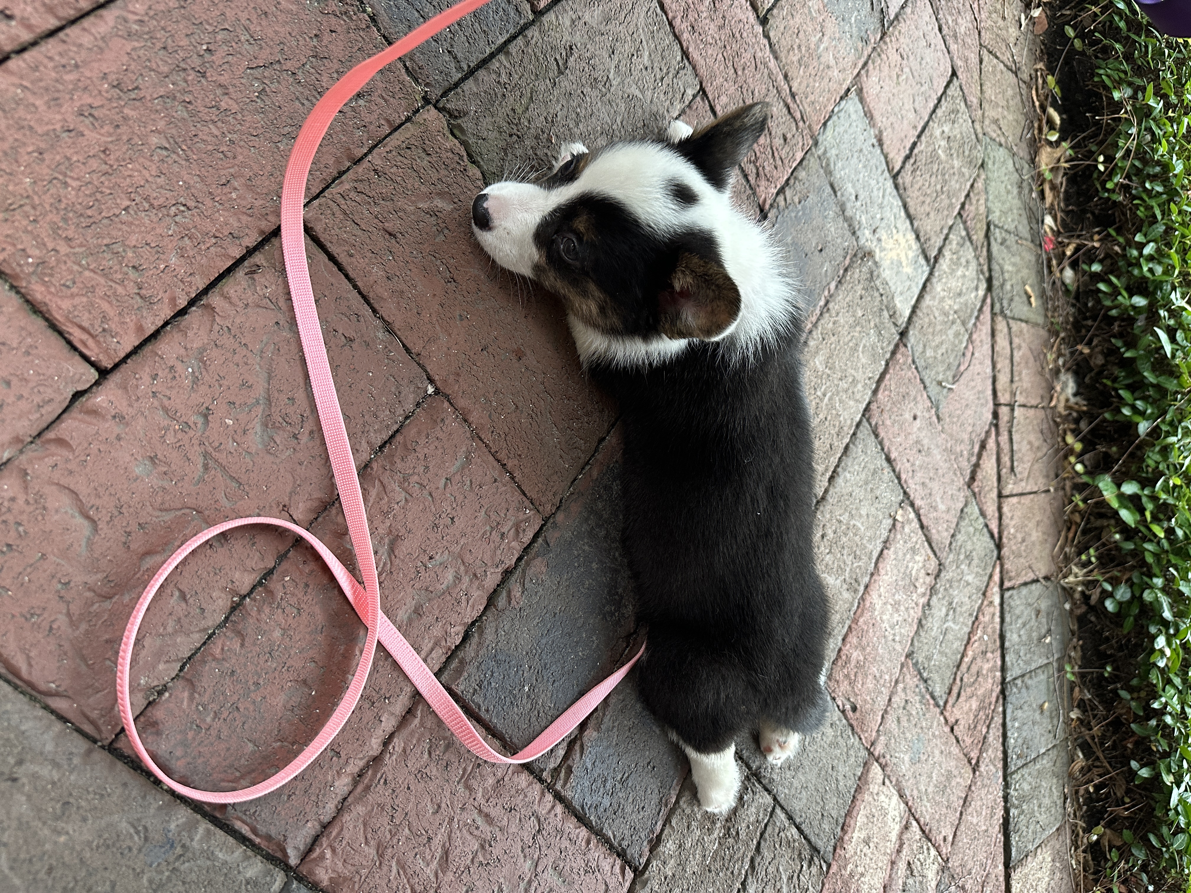 Puppies