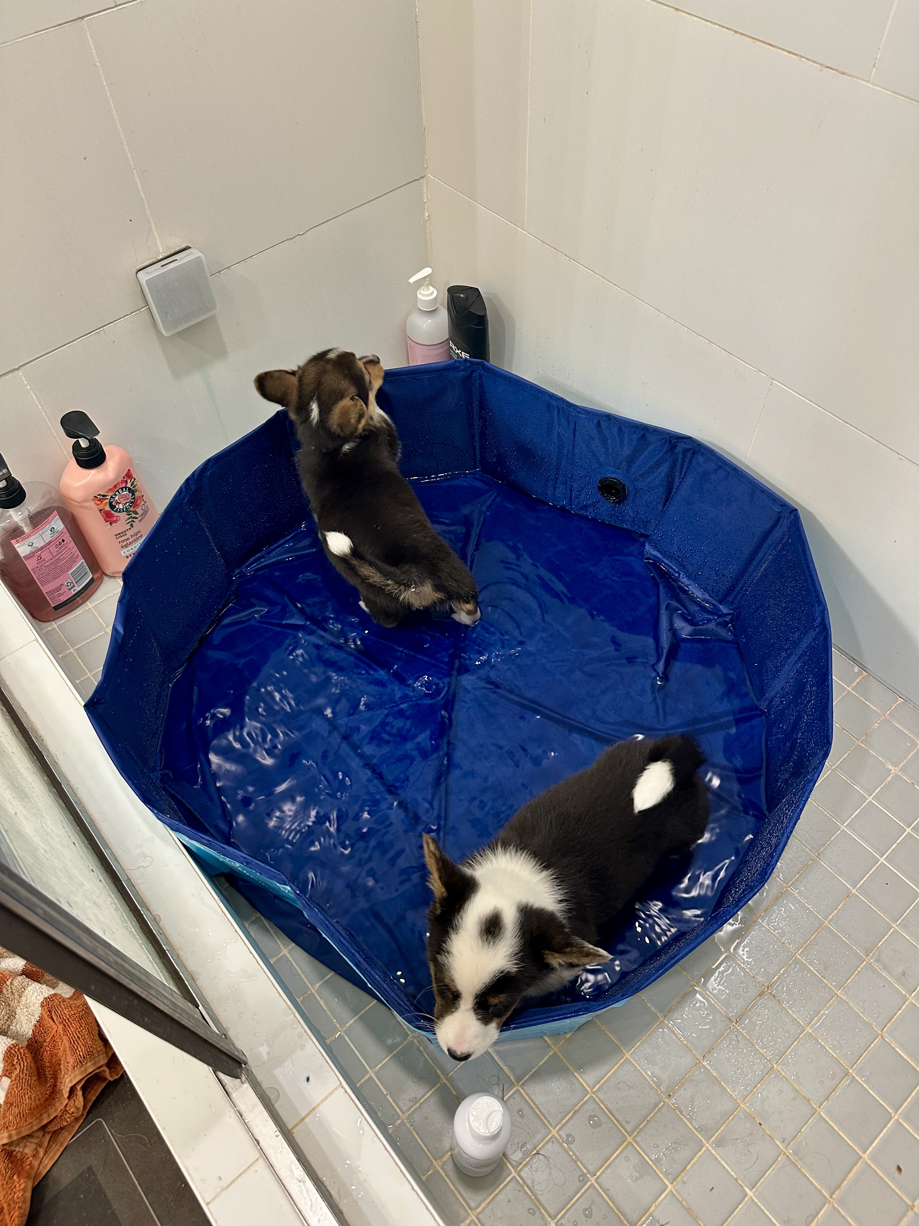 Puppies