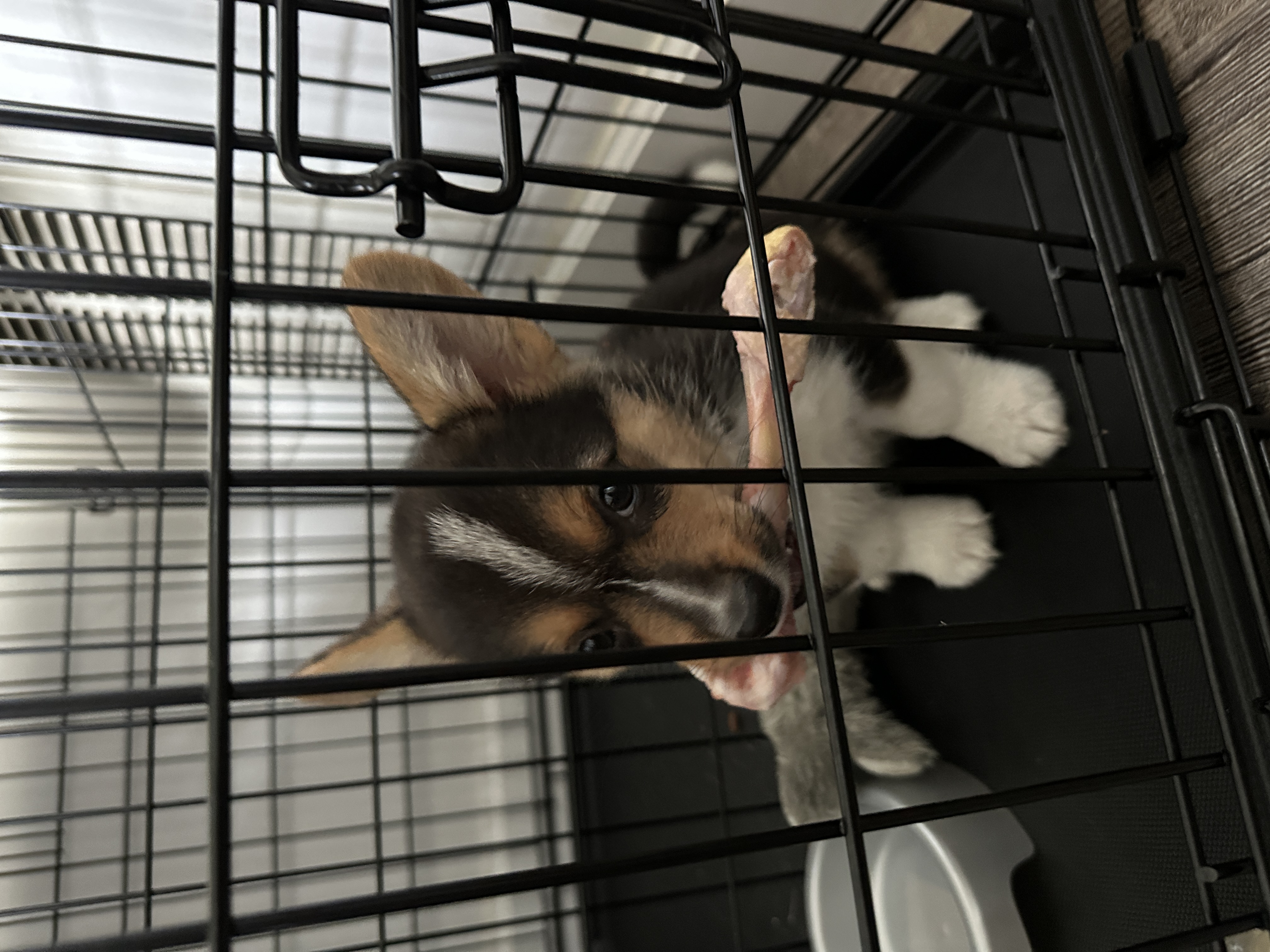 Puppies