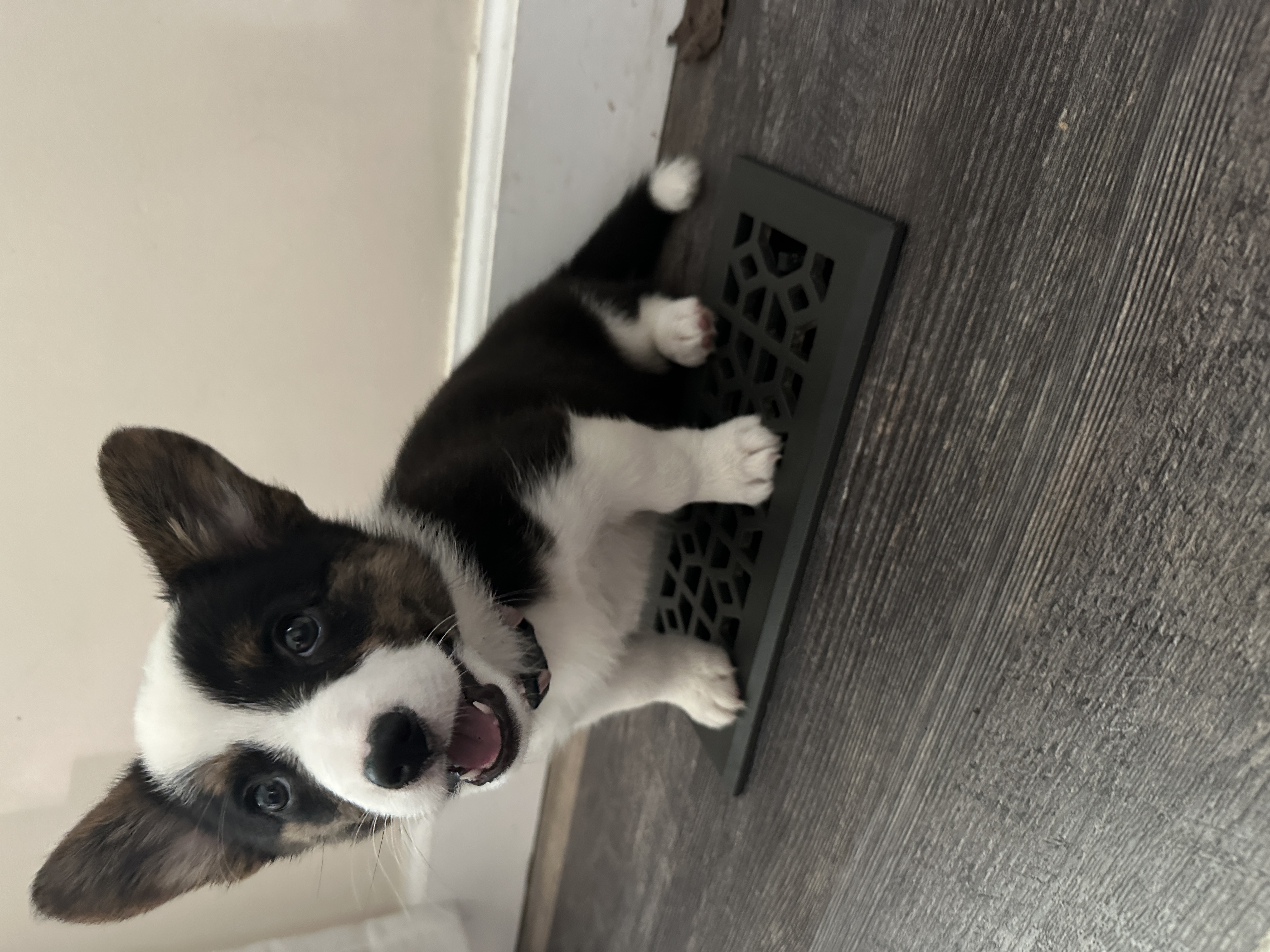 Puppies