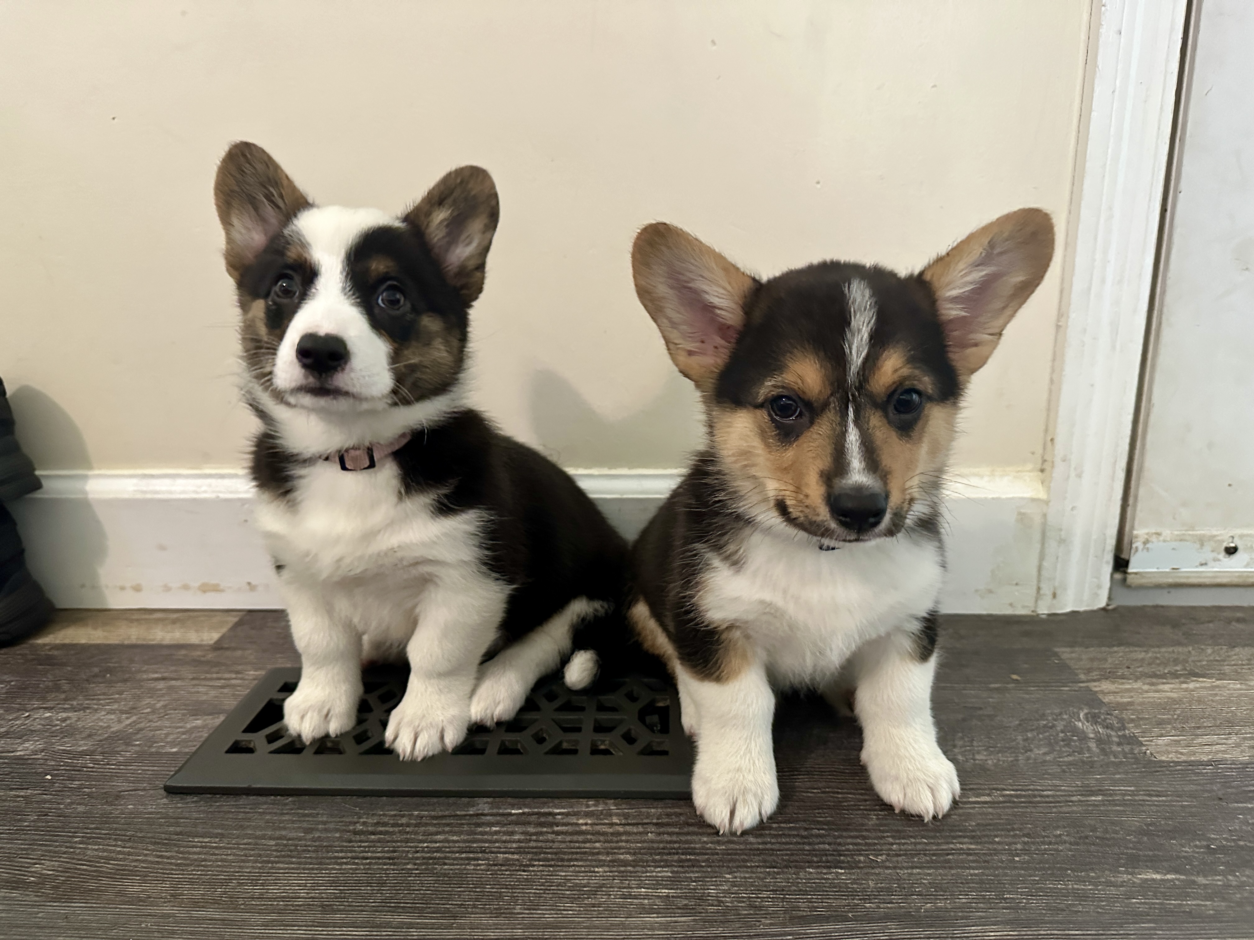 Puppies