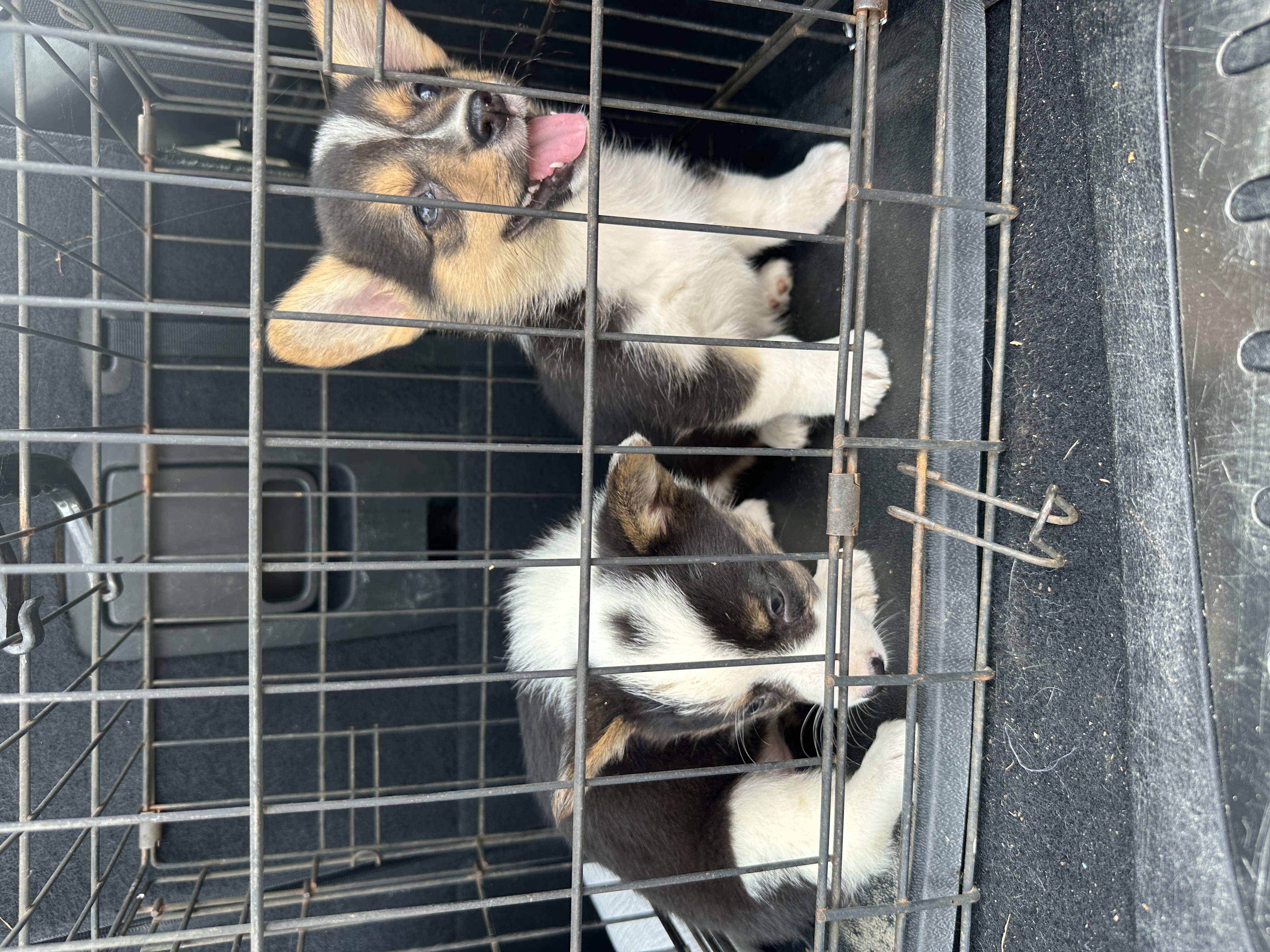 Puppies