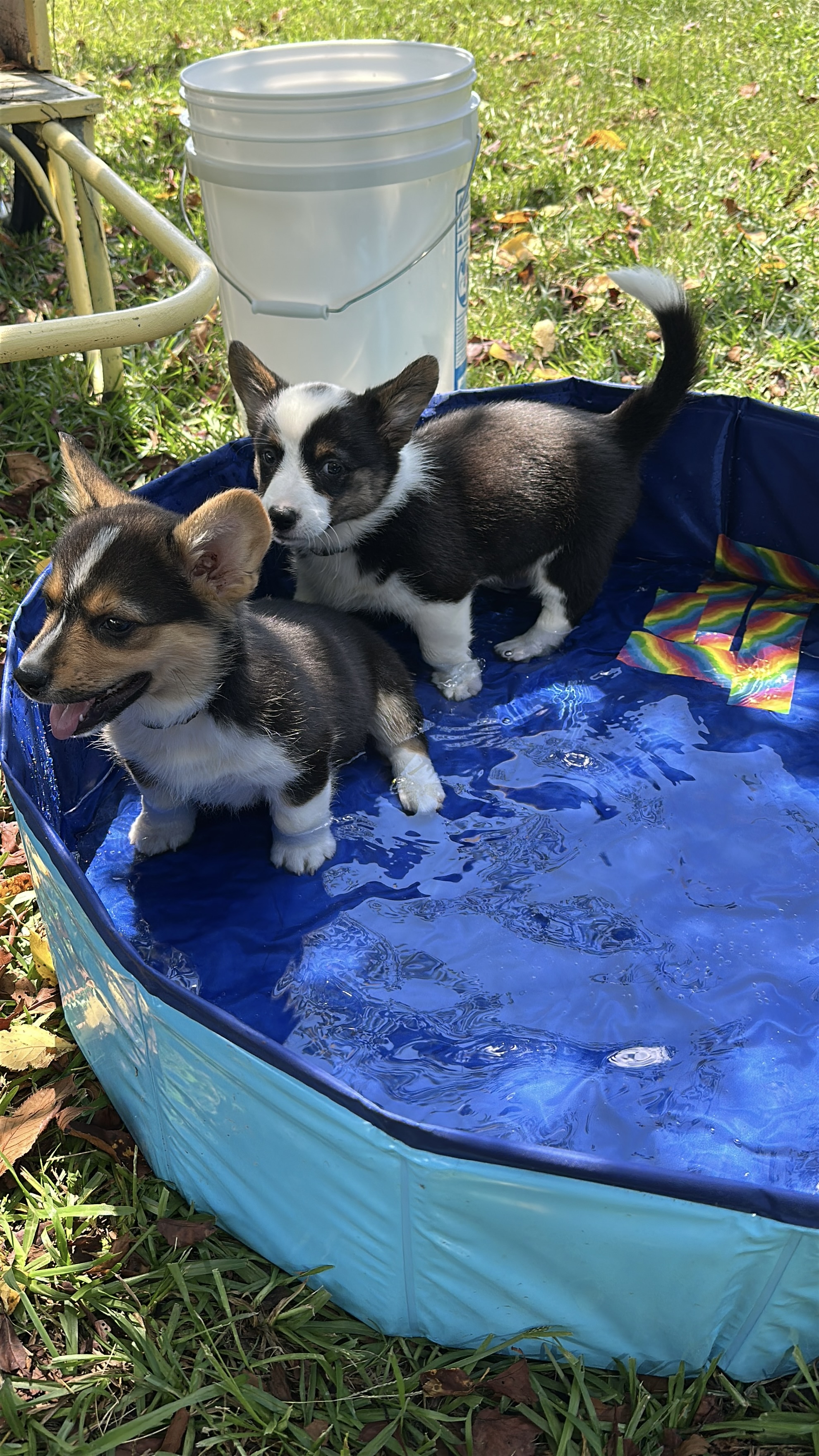 Puppies
