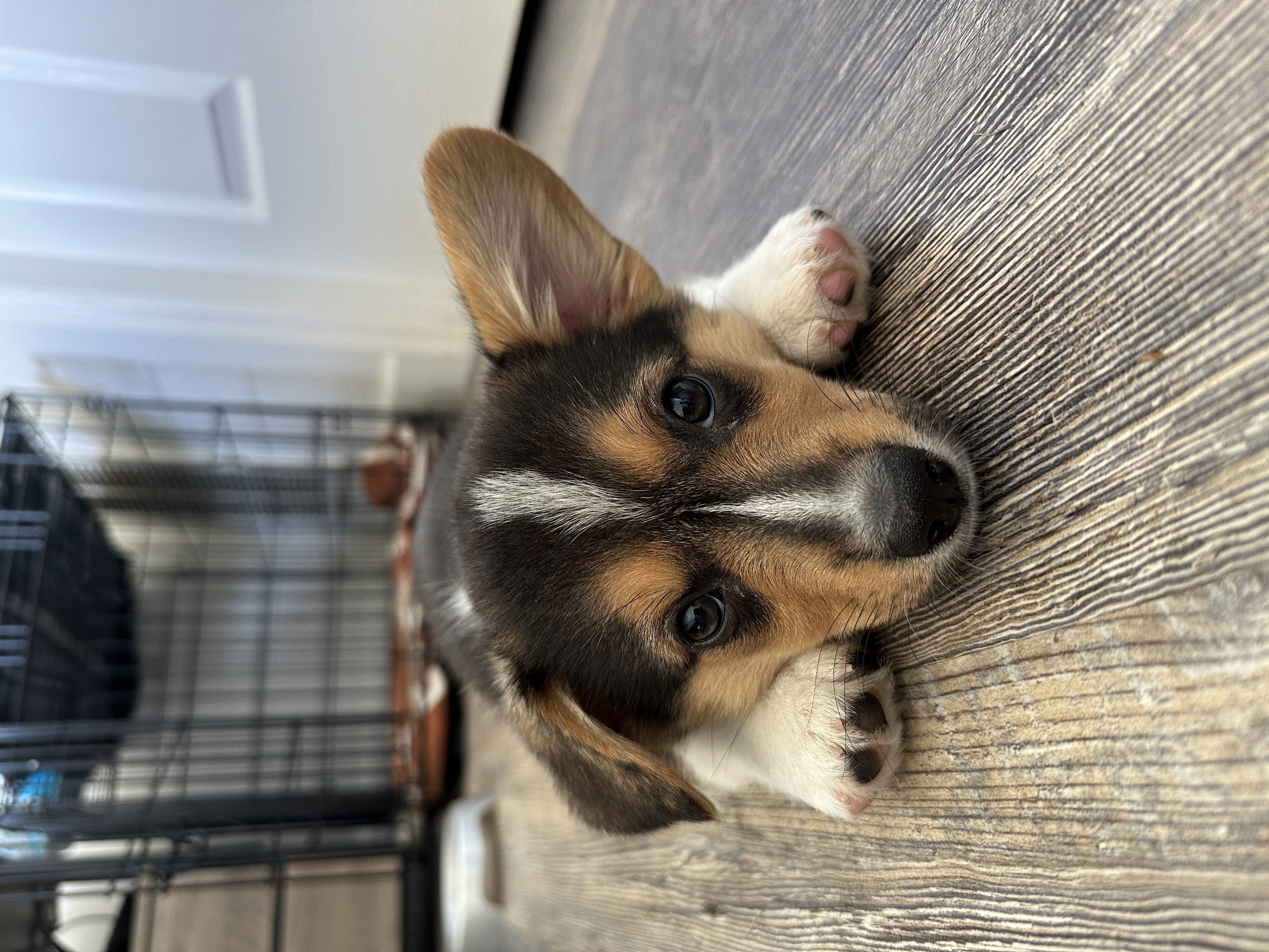 Puppies