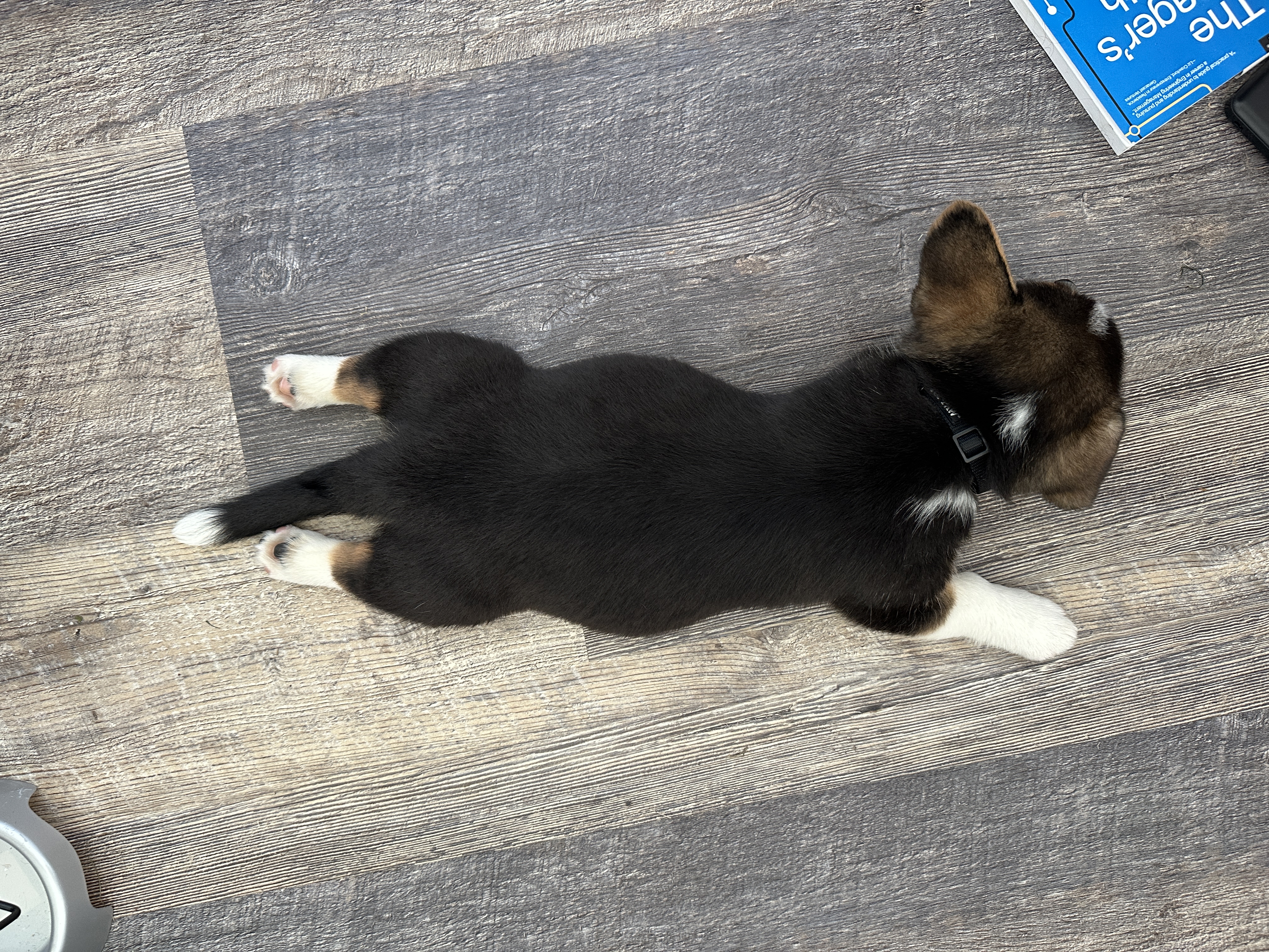 Puppies