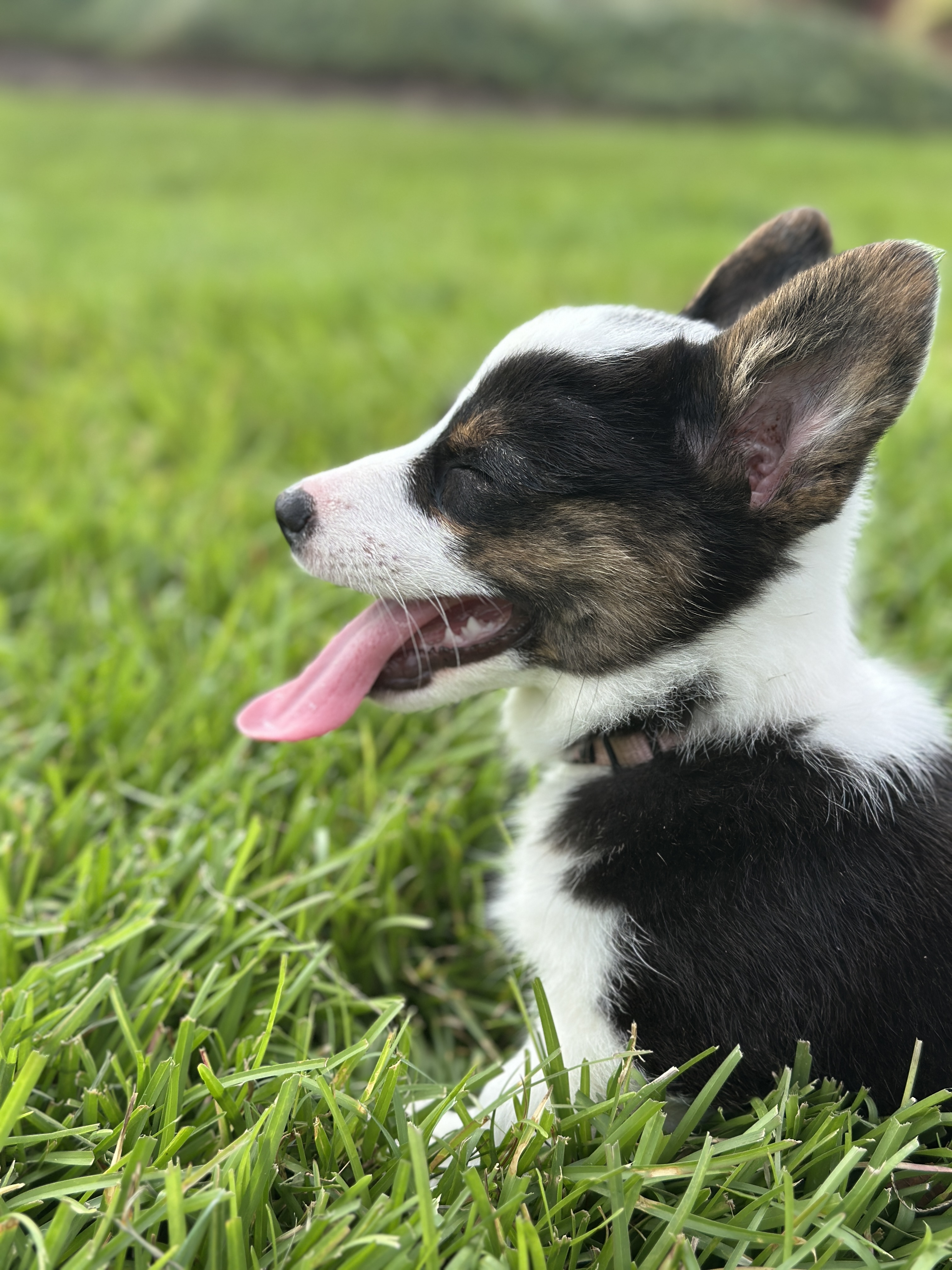 Puppies
