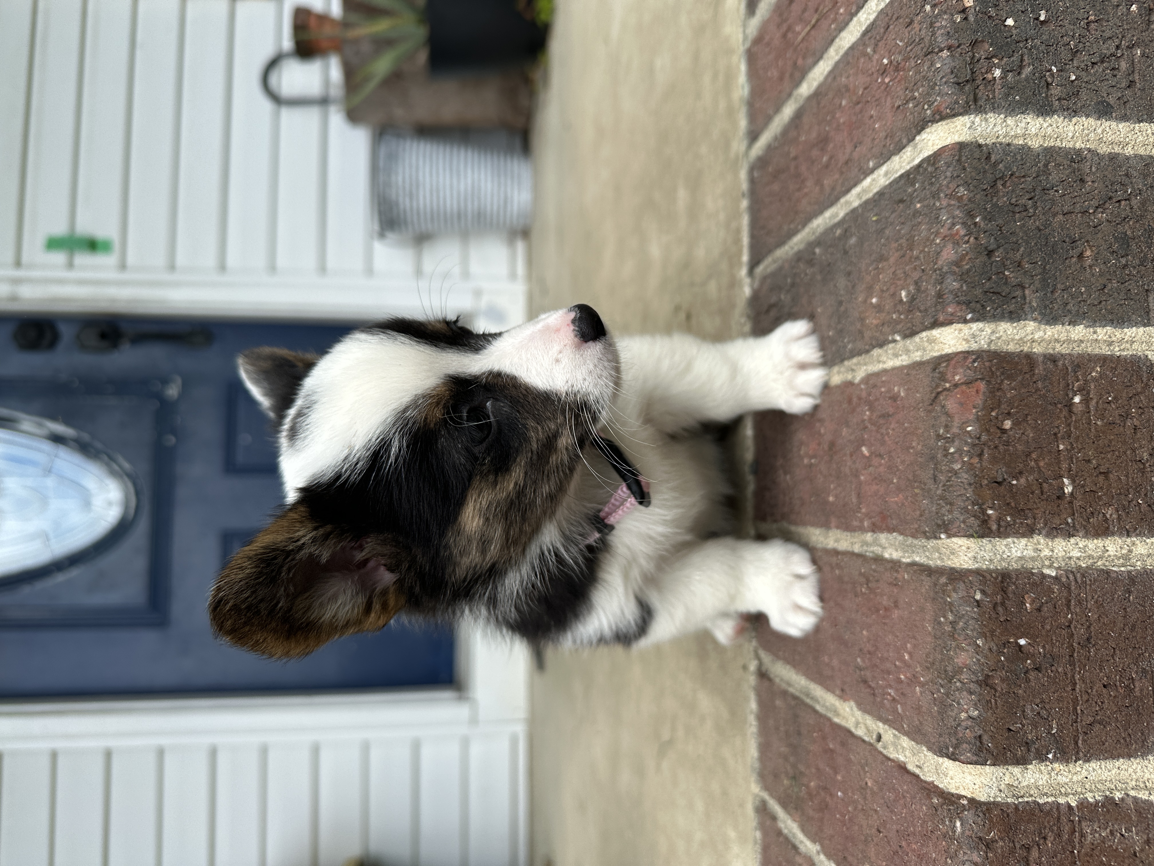 Puppies