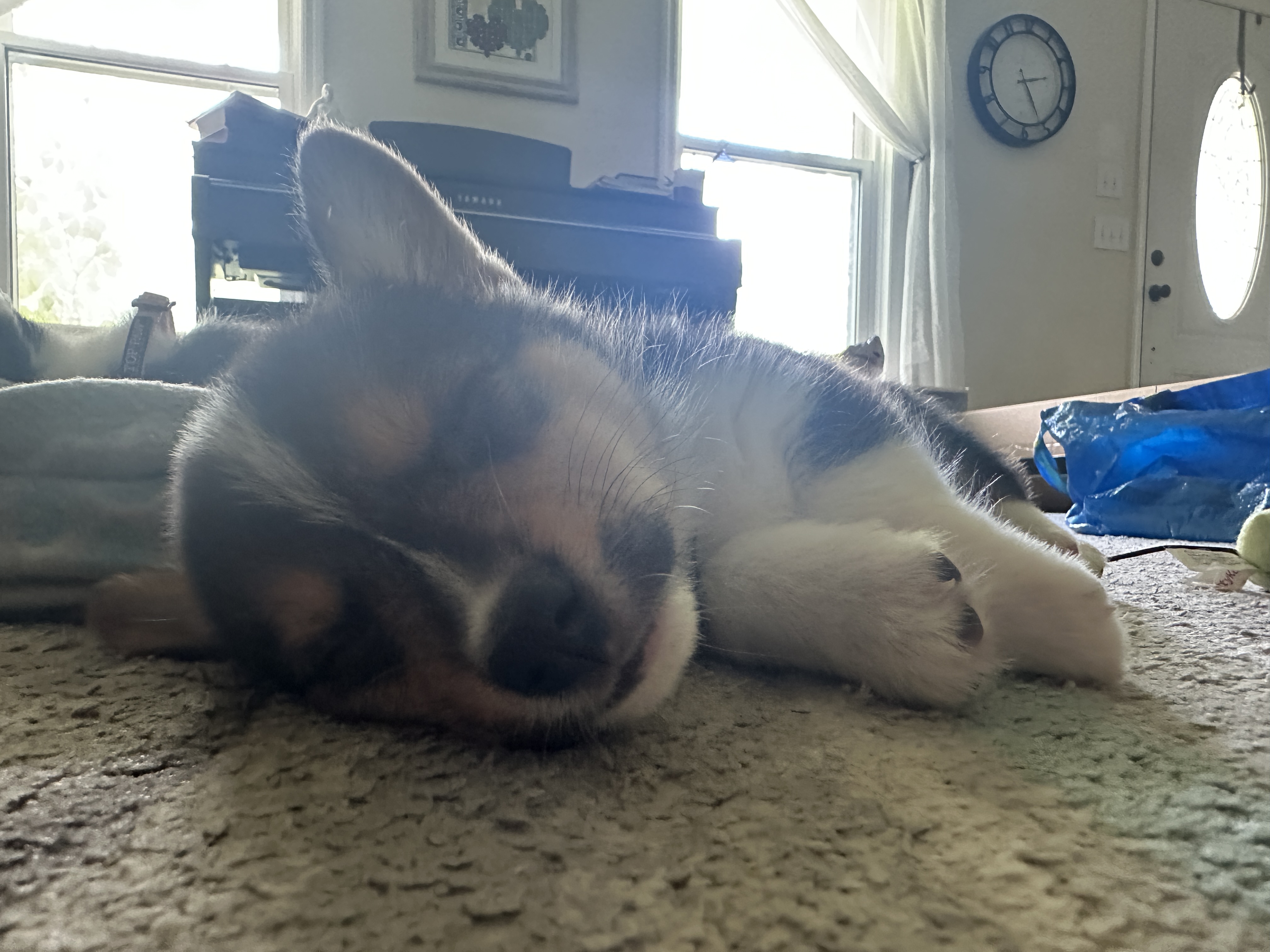 Puppies