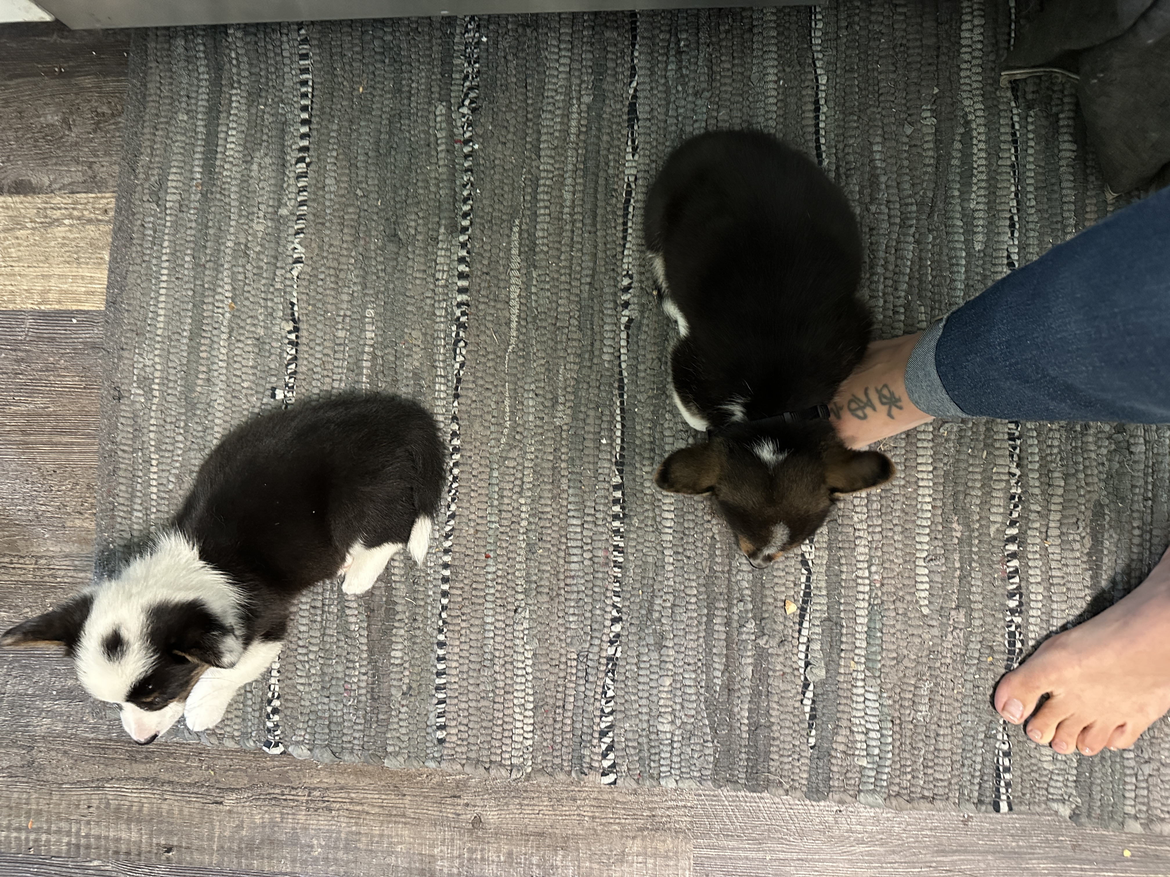 Puppies