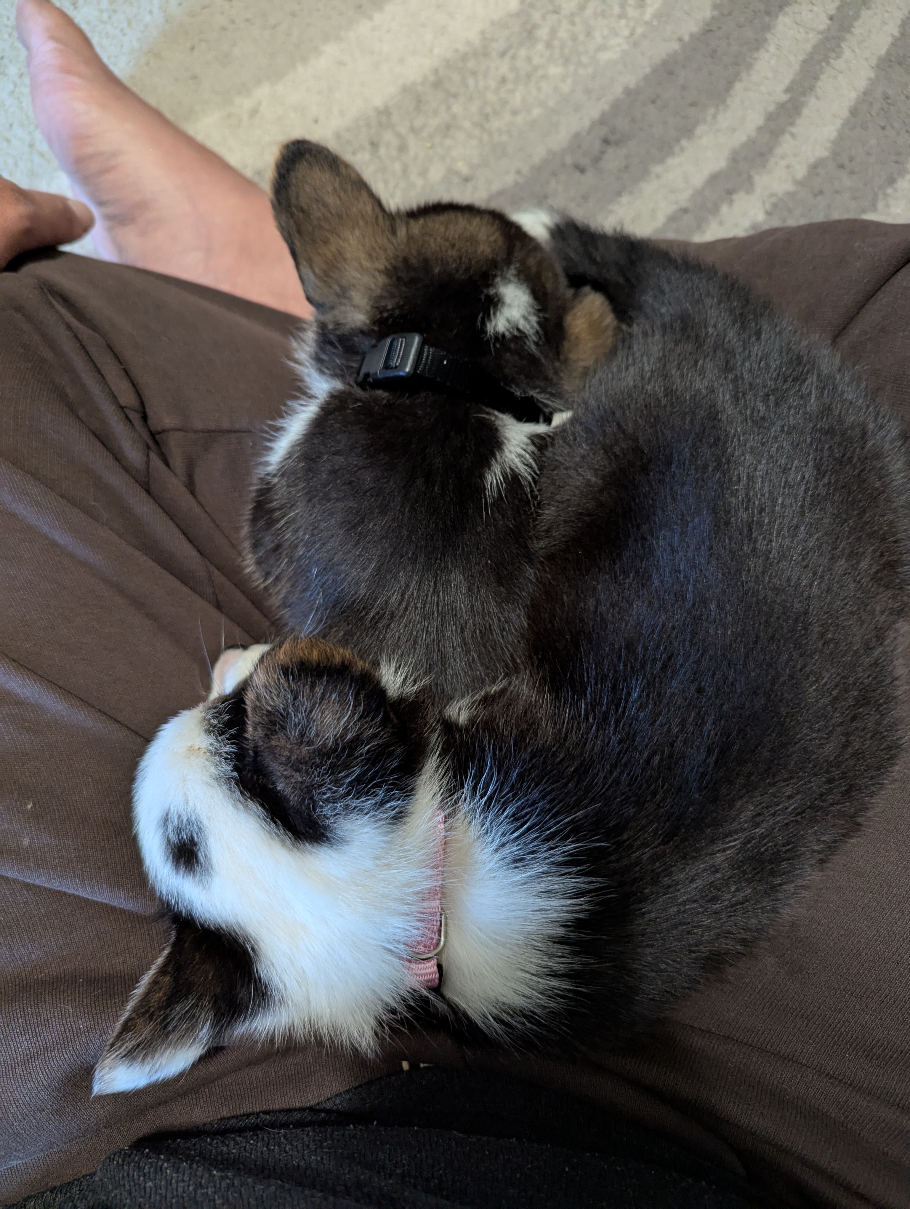 Puppies