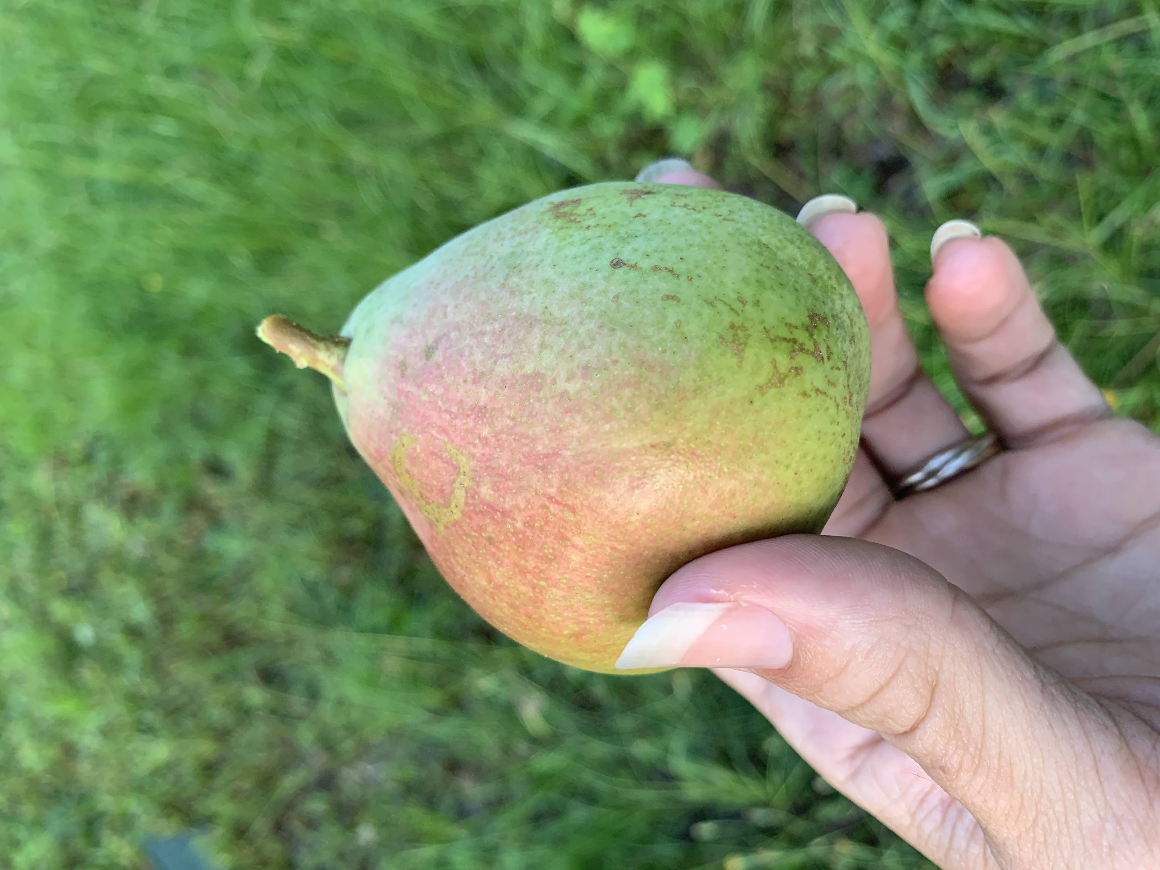 Fruit trees