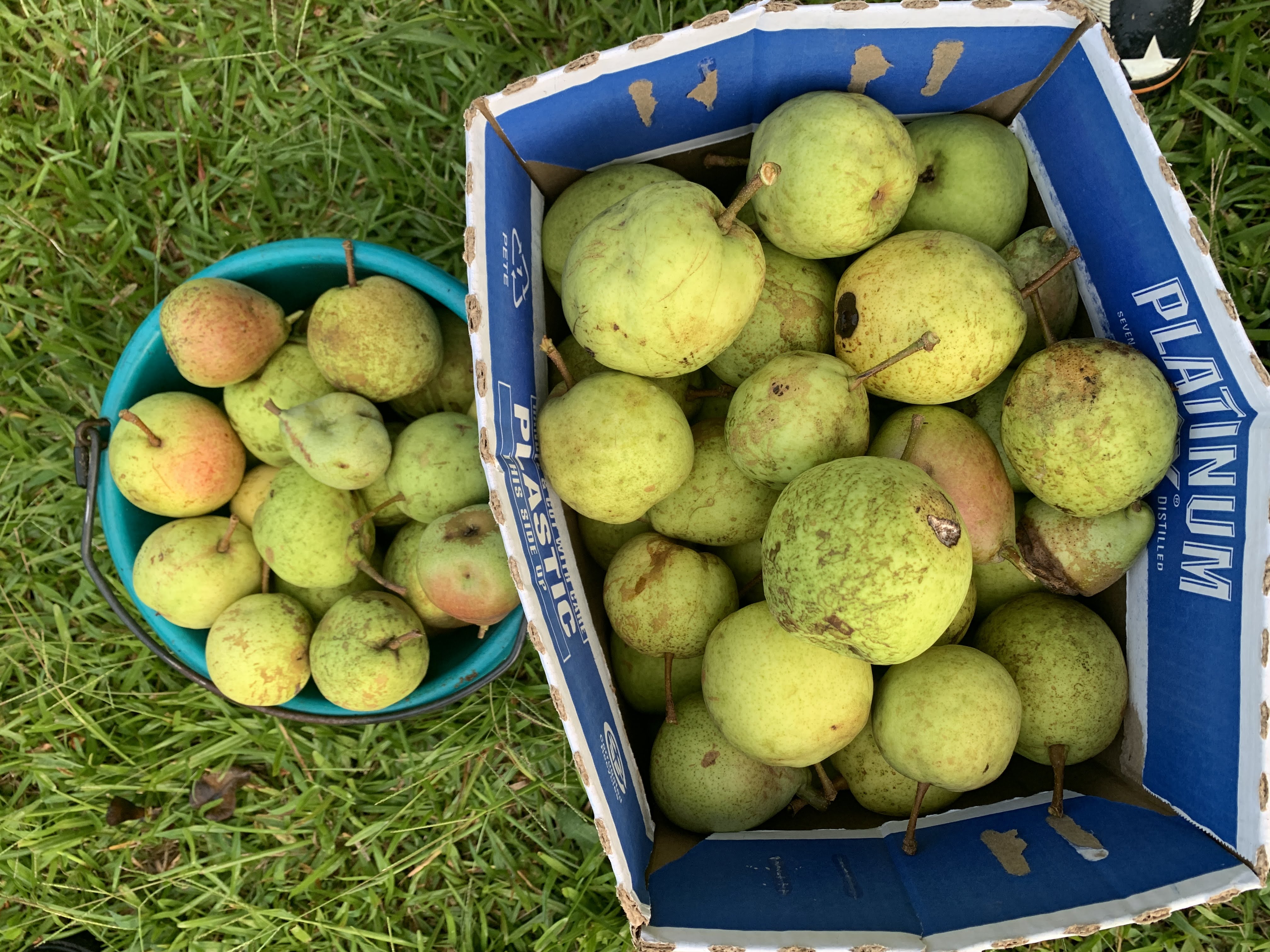 Fruit trees