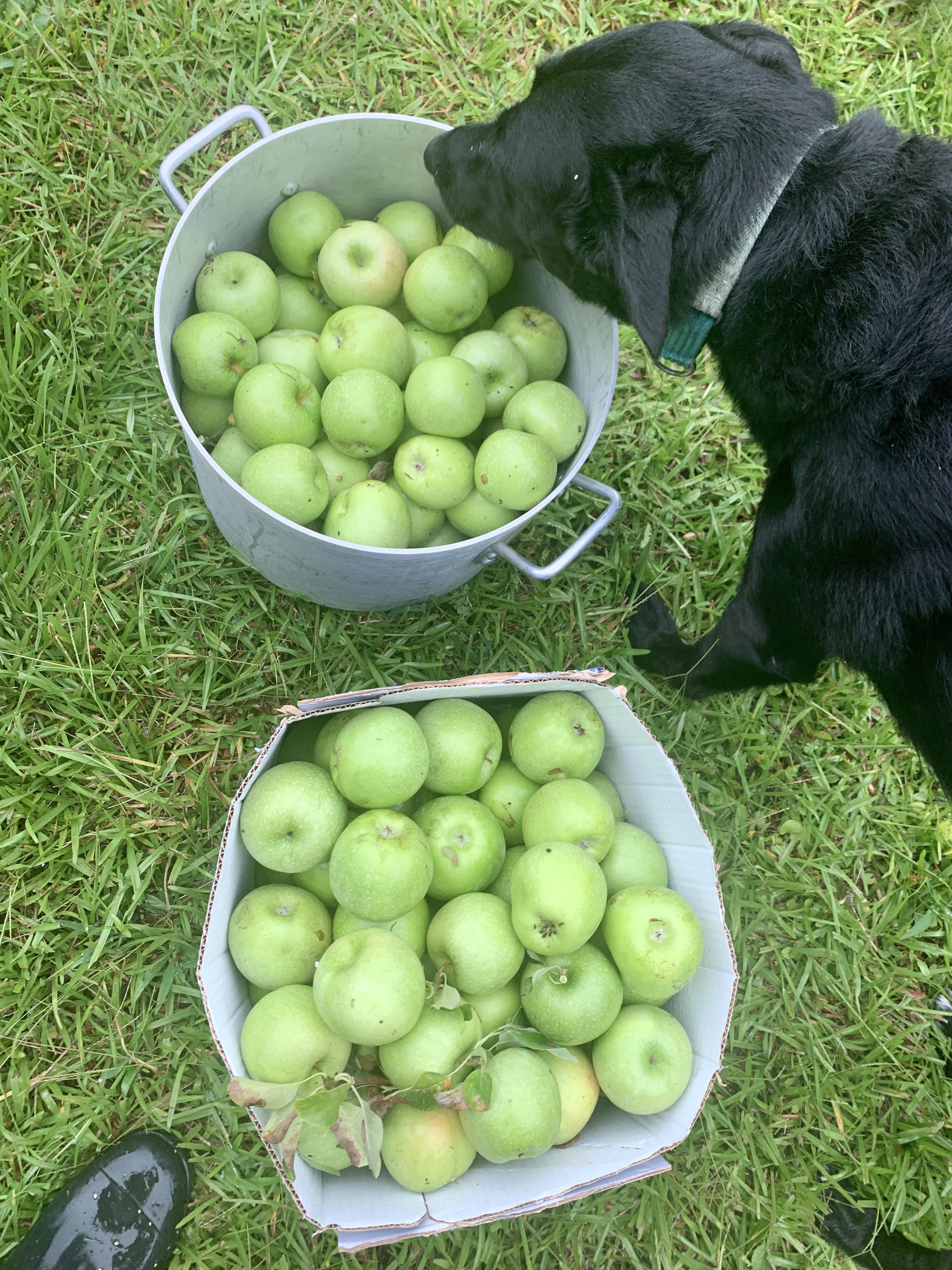 Fruit trees